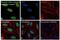 Checkpoint Kinase 1 antibody, MA5-15145, Invitrogen Antibodies, Immunofluorescence image 