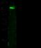 Lysosomal Associated Membrane Protein 1 antibody, 11215-R107, Sino Biological, Western Blot image 