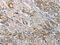 Cystatin C antibody, CSB-PA592744, Cusabio, Immunohistochemistry paraffin image 