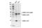 CCAAT Enhancer Binding Protein Beta antibody, 90081S, Cell Signaling Technology, Western Blot image 