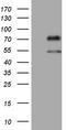 Upstream Binding Protein 1 antibody, CF808821, Origene, Western Blot image 