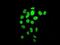 H1 Histone Family Member 0 antibody, ab125027, Abcam, Immunocytochemistry image 
