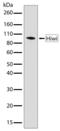 Piwi Like RNA-Mediated Gene Silencing 1 antibody, 701177, Invitrogen Antibodies, Western Blot image 