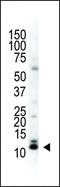 Small Ubiquitin Like Modifier 3 antibody, PA5-11319, Invitrogen Antibodies, Western Blot image 