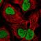 Phosphodiesterase 7B antibody, HPA023967, Atlas Antibodies, Immunofluorescence image 