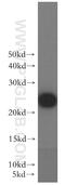 Urocortin antibody, 19731-1-AP, Proteintech Group, Western Blot image 