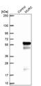 Muscle-related coiled-coil protein antibody, PA5-54289, Invitrogen Antibodies, Western Blot image 