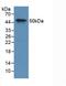 Coagulation Factor IX antibody, MBS2028088, MyBioSource, Western Blot image 