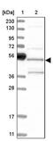 SH3 Domain Containing GRB2 Like, Endophilin B2 antibody, PA5-54407, Invitrogen Antibodies, Western Blot image 