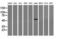 Coronin 1A antibody, LS-C172318, Lifespan Biosciences, Western Blot image 