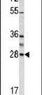 Granzyme B antibody, PA5-13518, Invitrogen Antibodies, Western Blot image 