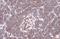 Beta-Actin antibody, GTX134928, GeneTex, Immunohistochemistry paraffin image 