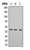 5-Hydroxytryptamine Receptor 7 antibody, orb393190, Biorbyt, Western Blot image 