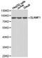 Signaling Lymphocytic Activation Molecule Family Member 1 antibody, LS-C192901, Lifespan Biosciences, Western Blot image 