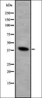 Forkhead Box I1 antibody, orb337614, Biorbyt, Western Blot image 