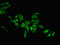 Mab-21 Like 2 antibody, orb400384, Biorbyt, Immunocytochemistry image 