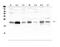 Caveolin 3 antibody, A00990-2, Boster Biological Technology, Western Blot image 