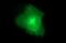 Claudin 6 antibody, NBP2-46300, Novus Biologicals, Immunofluorescence image 