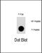 Nuclear Receptor Subfamily 4 Group A Member 1 antibody, MBS9208316, MyBioSource, Dot Blot image 