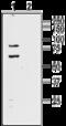 Potassium Voltage-Gated Channel Subfamily D Member 1 antibody, GTX16691, GeneTex, Western Blot image 