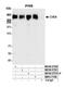 Chromodomain Helicase DNA Binding Protein 4 antibody, NB100-57521, Novus Biologicals, Western Blot image 