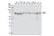 Dynamin 1 Like antibody, 8570S, Cell Signaling Technology, Western Blot image 