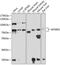 Myotubularin Related Protein 2 antibody, GTX66550, GeneTex, Western Blot image 
