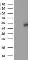 Schlafen Like 1 antibody, M16928-1, Boster Biological Technology, Western Blot image 