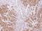 SS-A antibody, NBP1-33548, Novus Biologicals, Immunohistochemistry frozen image 