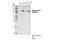 Insulin Receptor antibody, 3024L, Cell Signaling Technology, Western Blot image 