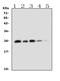 TNF-a antibody, A00002-4, Boster Biological Technology, Western Blot image 