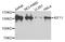 Kinesin Family Member 11 antibody, STJ110216, St John