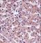 Synaptotagmin 6 antibody, LS-C161655, Lifespan Biosciences, Immunohistochemistry paraffin image 