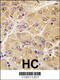 Sclerostin antibody, 62-203, ProSci, Immunohistochemistry paraffin image 
