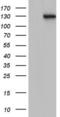 Transforming Acidic Coiled-Coil Containing Protein 2 antibody, LS-C798117, Lifespan Biosciences, Western Blot image 