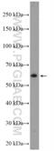 Centrosomal Protein 85 Like antibody, 24588-1-AP, Proteintech Group, Western Blot image 
