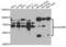 Synaptotagmin Binding Cytoplasmic RNA Interacting Protein antibody, abx005450, Abbexa, Western Blot image 