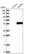 Phosphodiesterase 7B antibody, NBP1-85987, Novus Biologicals, Western Blot image 