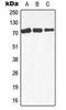 Mitogen-Activated Protein Kinase Kinase Kinase 3 antibody, LS-C354035, Lifespan Biosciences, Western Blot image 