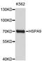 Heat Shock Protein Family A (Hsp70) Member 9 antibody, abx126935, Abbexa, Western Blot image 