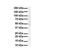 STAM Binding Protein Like 1 antibody, NBP1-56334, Novus Biologicals, Western Blot image 