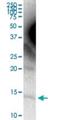 Apolipoprotein C4 antibody, H00000346-D01P, Novus Biologicals, Western Blot image 