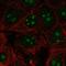 60S ribosomal protein L22-like 1 antibody, HPA048060, Atlas Antibodies, Immunocytochemistry image 