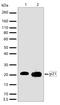 p21 antibody, 701151, Invitrogen Antibodies, Western Blot image 