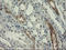 RNA-binding protein with multiple splicing antibody, LS-C175183, Lifespan Biosciences, Immunohistochemistry frozen image 