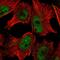 FIR antibody, HPA059714, Atlas Antibodies, Immunofluorescence image 