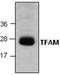 Transcription Factor A, Mitochondrial antibody, GTX59889, GeneTex, Western Blot image 