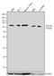 Autophagy Related 16 Like 1 antibody, 701685, Invitrogen Antibodies, Western Blot image 