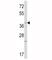 Wnt Family Member 1 antibody, F49862-0.4ML, NSJ Bioreagents, Western Blot image 