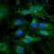 Autophagy Related 13 antibody, orb377376, Biorbyt, Immunofluorescence image 